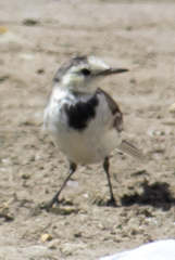 Motacilla alba