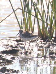 Calidris ferruginea