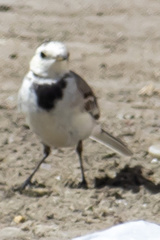 Motacilla alba