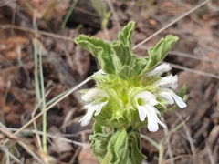 Leucas sexdentata