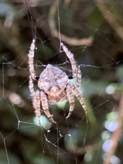 Caerostris sexcuspidata