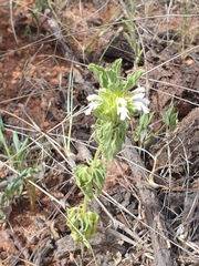 Leucas sexdentata