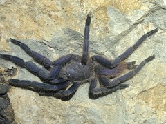 Chilobrachys