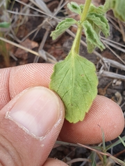 Leucas sexdentata