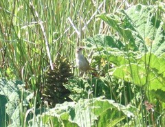 Cistothorus platensis