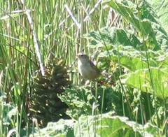 Cistothorus platensis