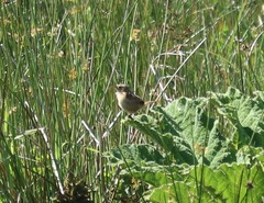 Cistothorus platensis