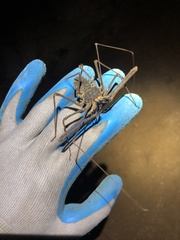 Phrynichus orientalis