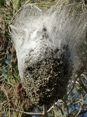 Thaumetopoea pityocampa