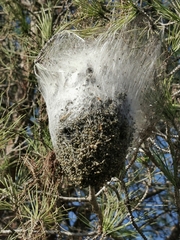 Thaumetopoea pityocampa