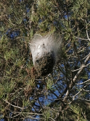 Thaumetopoea pityocampa