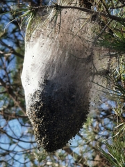 Thaumetopoea pityocampa