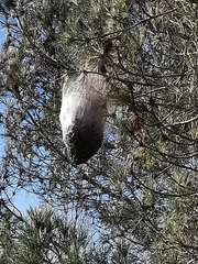 Thaumetopoea pityocampa