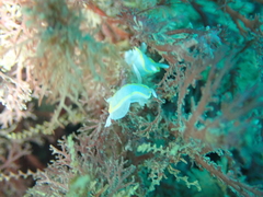 Diaphorodoris alba