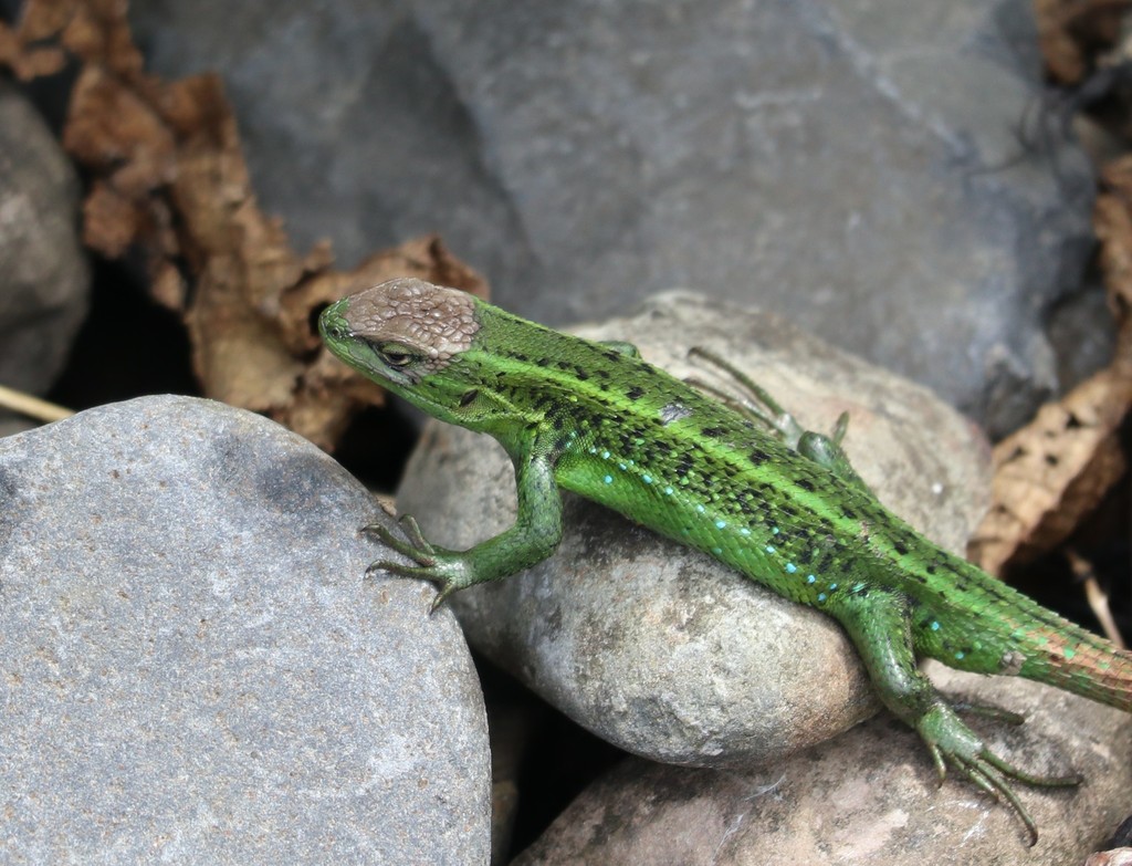 Cyan Tree Iguana
