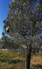 Thaumetopoea pityocampa