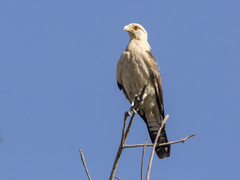 Daptrius chimachima