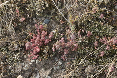 Sedum radiatum
