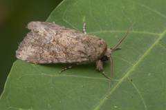Spodoptera pecten