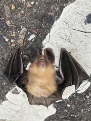 Hipposideros cineraceus