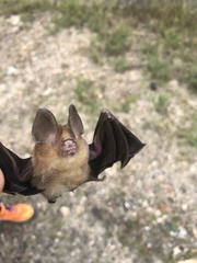 Hipposideros cineraceus