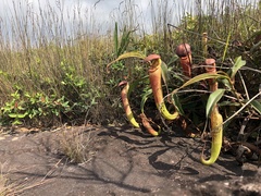 Nepenthes bokorensis