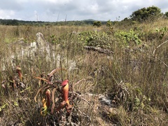 Nepenthes bokorensis
