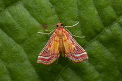 Ambia decoralis