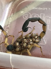 Centruroides bicolor