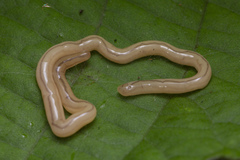 Geonemertes pelaensis