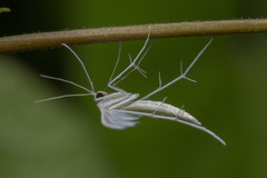 Pterophorus lacteipennis