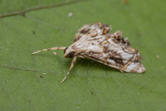 Paracataclysta fuscalis