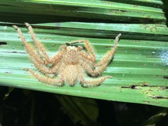 Heteropoda davidbowie
