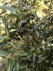 Aristotelia chilensis