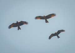 Milvus migrans parasitus