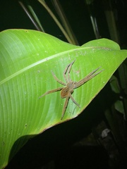 Cupiennius coccineus