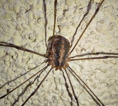 Opilio canestrinii