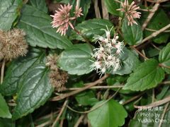 Eupatorium kiirunense