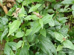 Eupatorium kiirunense