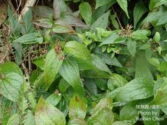 Eupatorium kiirunense
