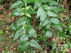 Eupatorium kiirunense