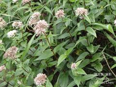 Eupatorium kiirunense