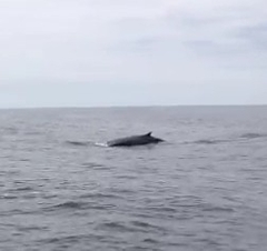 Balaenoptera physalus