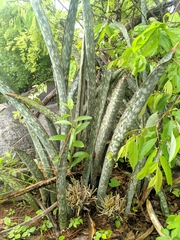 Sansevieria kirkii