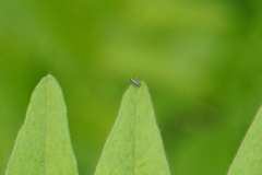 Lepidocyrtus paradoxus