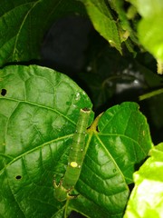Charaxes bernardus