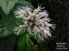 Eupatorium kiirunense