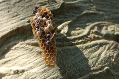 Ropalidia unidentata