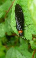 Sialis elegans