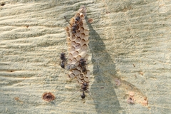 Ropalidia unidentata